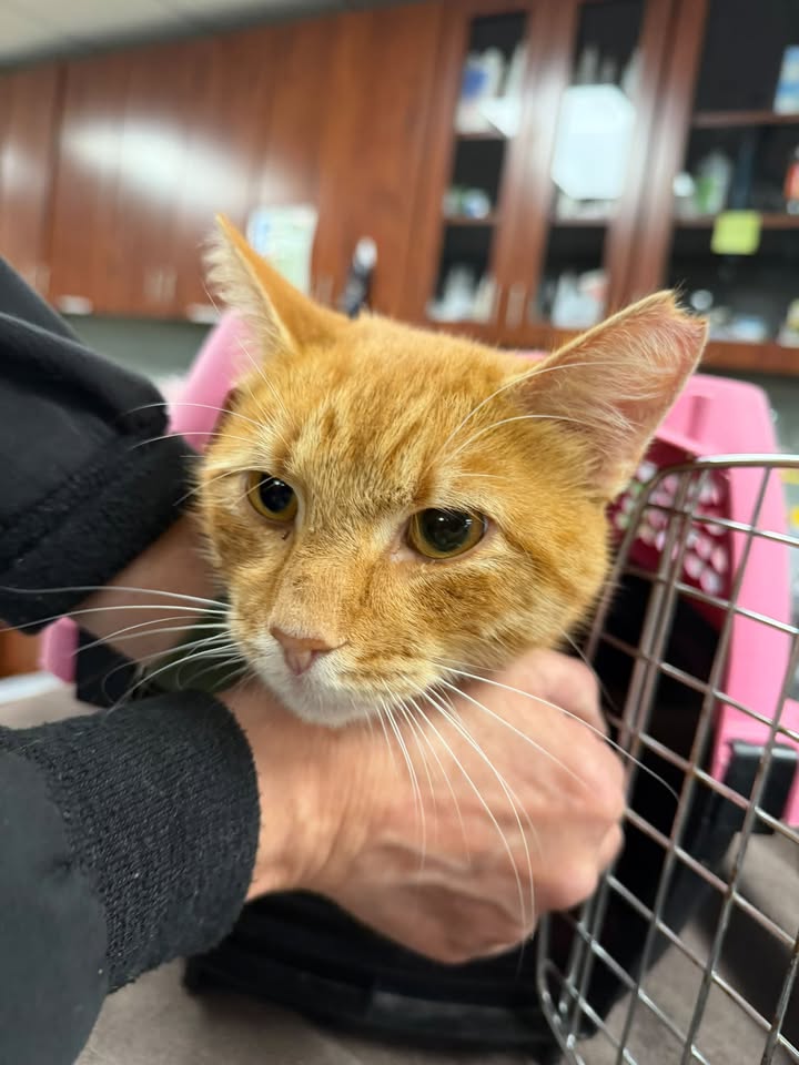 Pawsitive happenings A few weeks ago we launched our community cat program ! We use…
