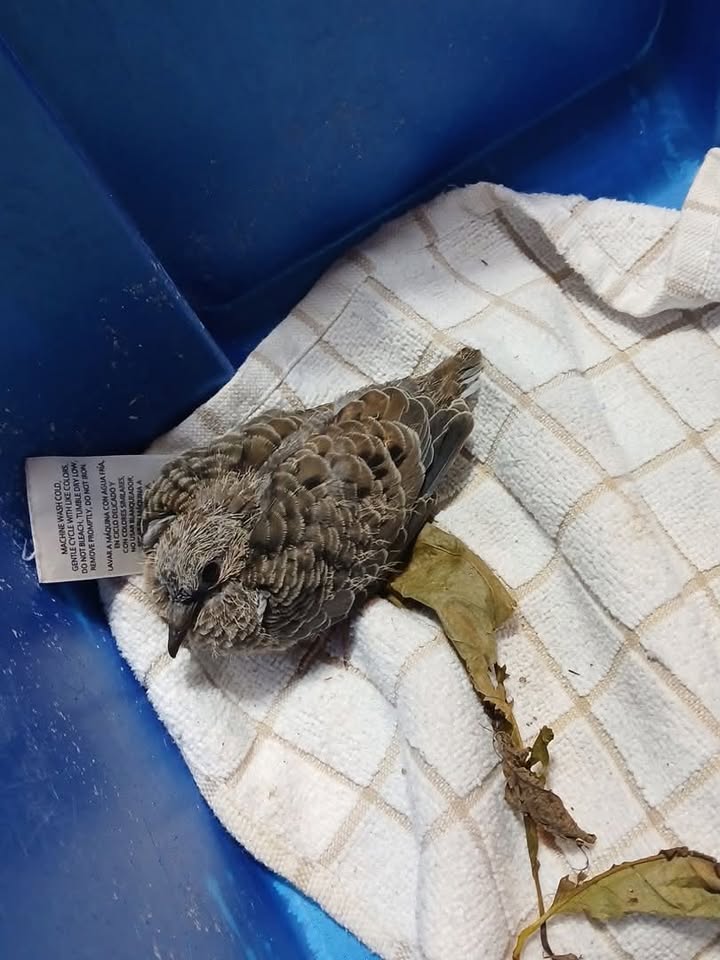 This is a baby dove who is almost big enough to be on its own,…