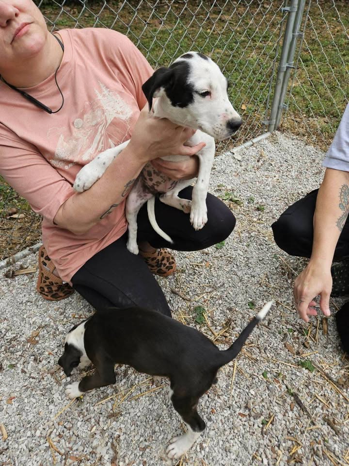 These three cuties were found on County Road 50 N, north of Francisco Mine. If…